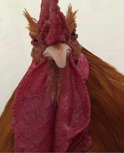 415344114_751932493576922_6024831887344143625_n